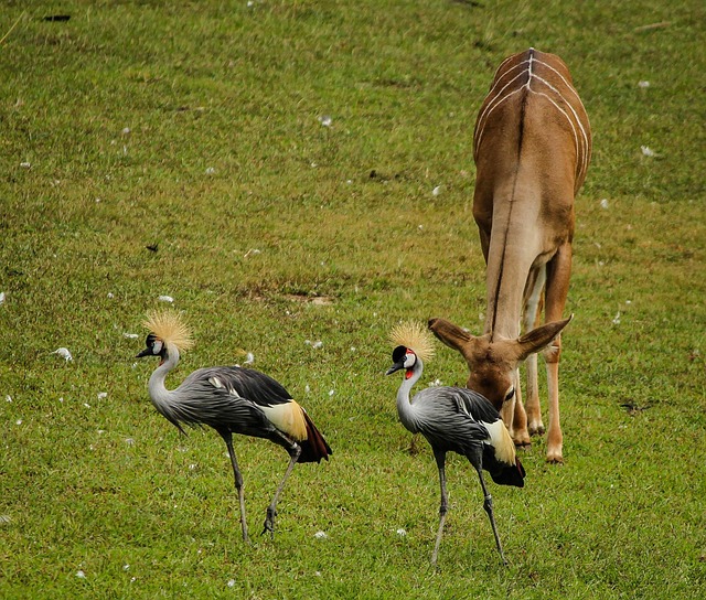 cranes