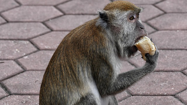 monkeys
