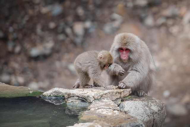 monkeys